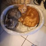 Chat Perdu France Publication Immediate Et Gratuite Chat Perdu France Publication Immediate Et Gratuite