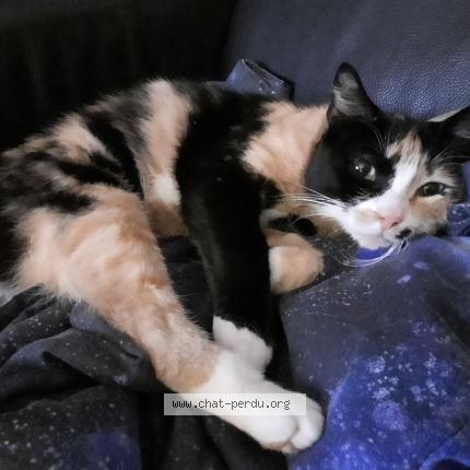 Photo 1/1 MAYA Chat perdu à Essars