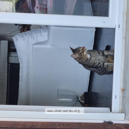 Photo 1/1 Raymond Chat perdu à La tour du pin