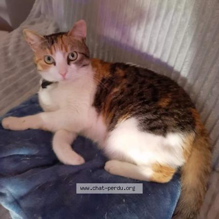 Photo 1/1 Chat retrouvé Perdu à Ruoms