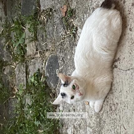 Chat Trouve A Villejuif Chat Perdu France