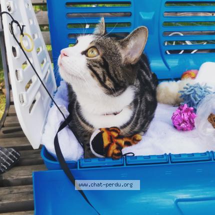 Photo de chat perdu à Thonon Les Bains