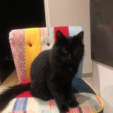 Photo de chat perdu à Valencin