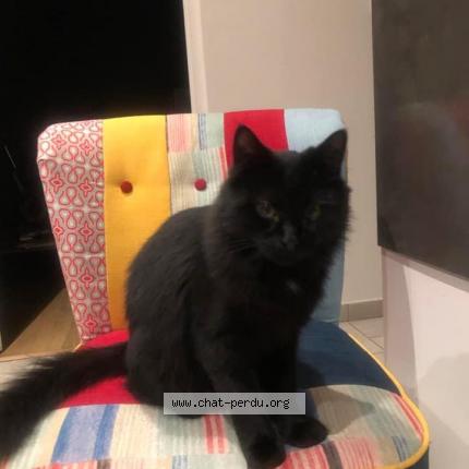 Photo 1/1 Chat retrouvé Perdu à Valencin
