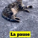 Photo de chat perdu à Saint Gaudens