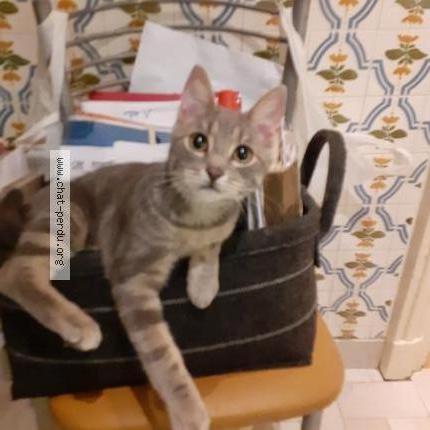 Photo 1/1 Chat retrouvé Perdu à Chartres