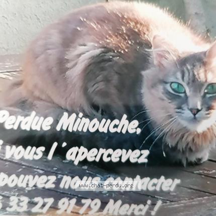 Minouche Chat Perdu A Frepillon Chat Perdu France