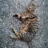 Photo de chat perdu à Belin Beliet