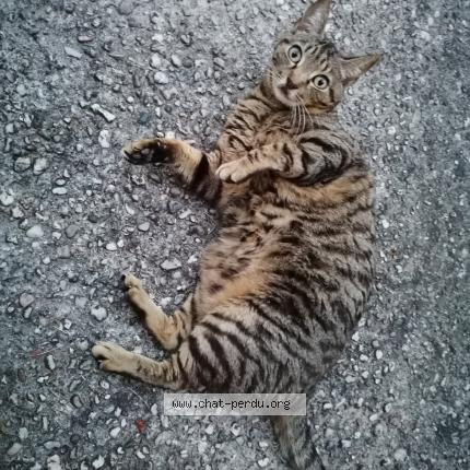 Photo 1/1 Chat retrouvé Perdu à Belin beliet