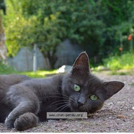 Photo de chat perdu à Canteleu