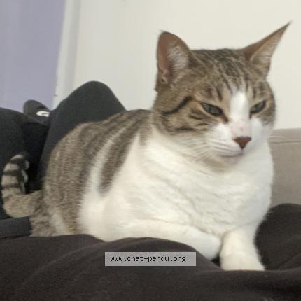 Photo 1/1 Chat retrouvé Perdu à Lyon
