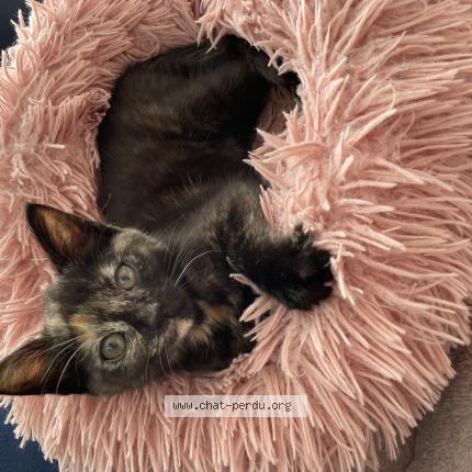 Photo 1/1 Chat retrouvé Perdu à Balan