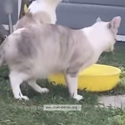 Photo de chat perdu à Bretignolles Sur Mer