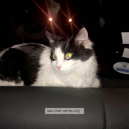 Photo de chat perdu à Oeting