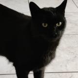 Photo de chat perdu à Schiltigheim