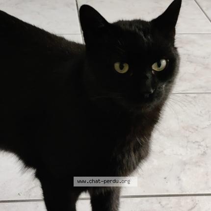 Photo de chat perdu à Schiltigheim