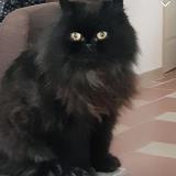 Photo de chat perdu à Jard Sur Mer