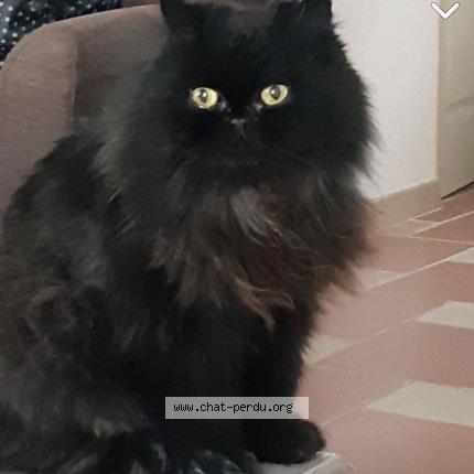 Photo 1/1 Chat retrouvé Perdu à Jard sur mer