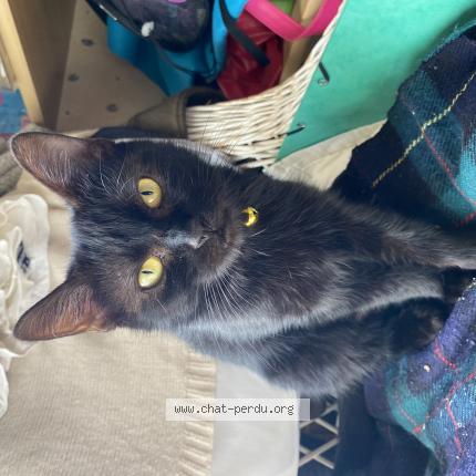 Photo 1/1 Chat retrouvé Perdu à Nancy