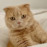 Photo de chat perdu à Carqueiranne