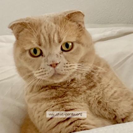 Photo de chat perdu à Carqueiranne