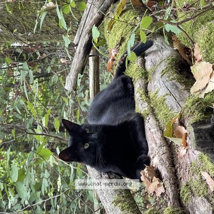 Photo de chat perdu à Poitiers Que