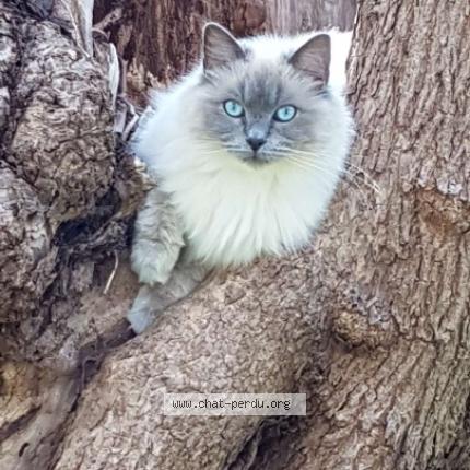 Photo 1/1 Blue Moon Chat perdu à Ile rousse