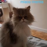 Photo de chat perdu à Dijon