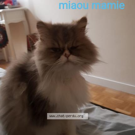 Photo 1/1 Chat retrouvé Perdu à Dijon