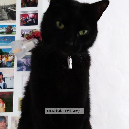 Ronron Chat Perdu A Les Ponts De Ce Chat Perdu France Ronron Chat Perdu A Les Ponts De Ce Chat Perdu France