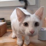 Photo de chat trouvé à Loperhet