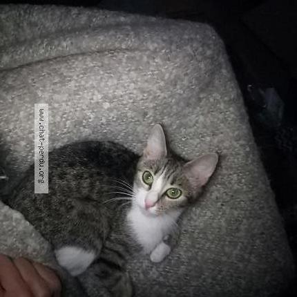 Photo de chat perdu à Le Plessis Robinson