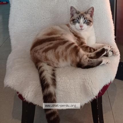 Photo de chat perdu à Colomiers