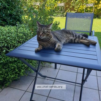 Photo 1/1 Chat retrouvé Perdu à Bois Colombes