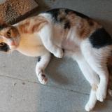 Photo de chat perdu à Baron