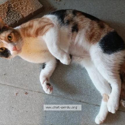Photo 1/1 MELEK Chat perdu à Baron