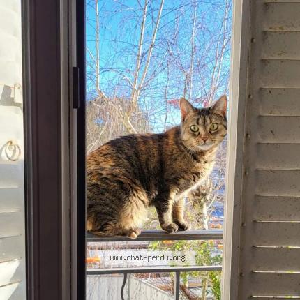 Photo 1/1 Chat retrouvé Perdu à Chartres
