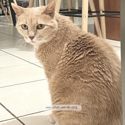 Photo 1/1 Chat retrouvé Perdu à Fontanil cornillon