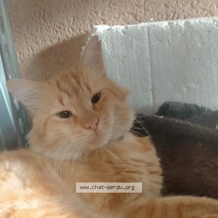 Chat Trouve A Toulouse Chat Perdu France Chat Trouve A Toulouse Chat Perdu France