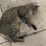 Photo de chat perdu à Clermont Ferrand