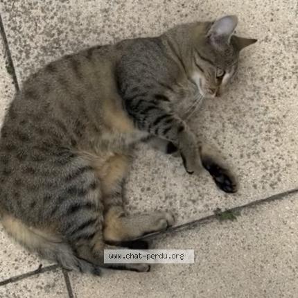 Photo 1/1 Chat retrouvé Perdu à Clermont ferrand