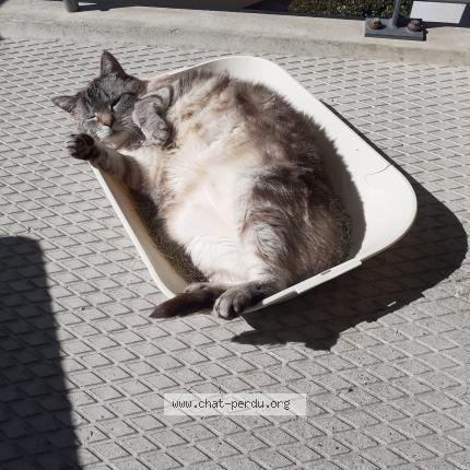 Photo 1/1 Chat retrouvé Perdu à Plaisance du touch