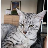 Chat Perdu France Publication Immediate Et Gratuite Chat Perdu France Publication Immediate Et Gratuite