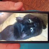 Chat Perdu France Publication Immediate Et Gratuite