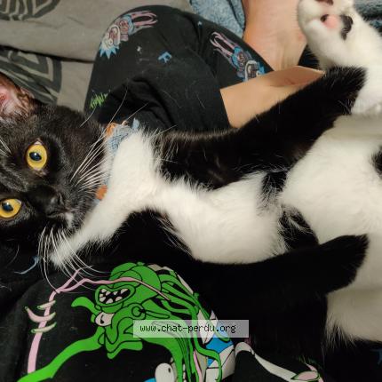 Photo 1/1 Chat retrouvé Perdu à Metz