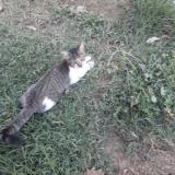 Photo de chat perdu à Montech