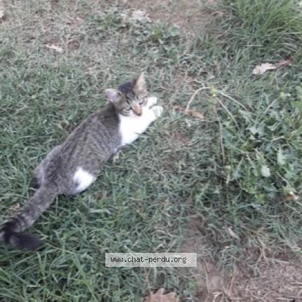 Photo de chat perdu à Montech