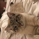 Photo de chat perdu à Douvres La Delivrande