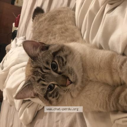 Photo 1/1 Chat retrouvé Perdu à Douvres la delivrande