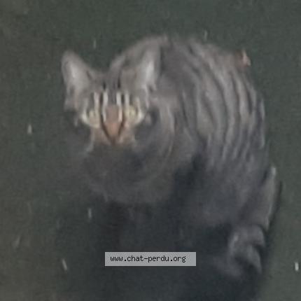 Photo 1/1 Chat trouvé Trouvé à Bruxelles